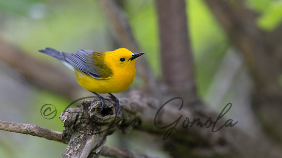 Prothonotary Warbler