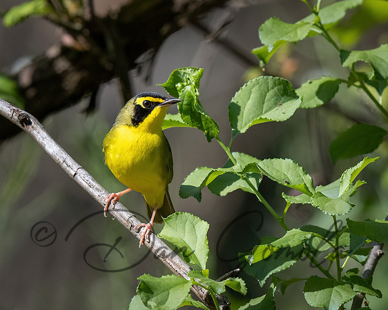 Kentucky Warbler