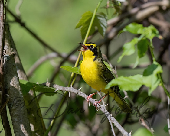 Kentucky Warbler