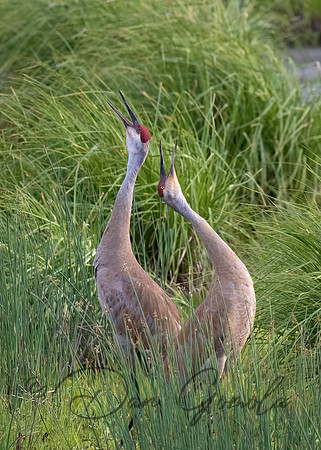 Sandhill Crane