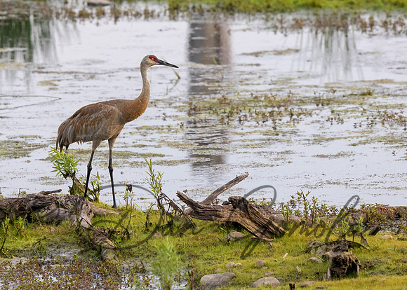 Sandhill Crane