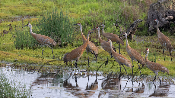 Sandhill Crane