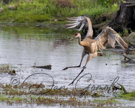 Sandhill Crane