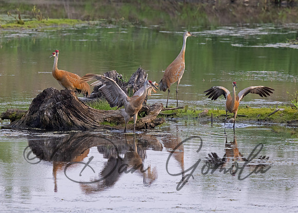 Sandhill Crane