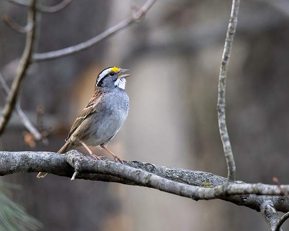White-throated Sparrow