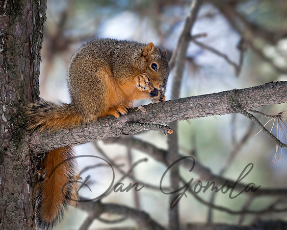 Eastern Fox Squirrel