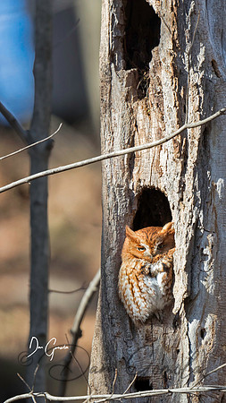 Eastern Screech Owl