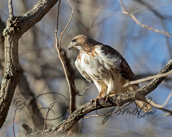 Red-tailed Hawk