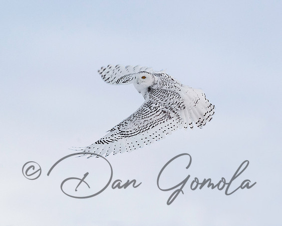 Snowy Owl