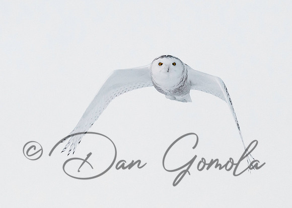 Snowy Owl