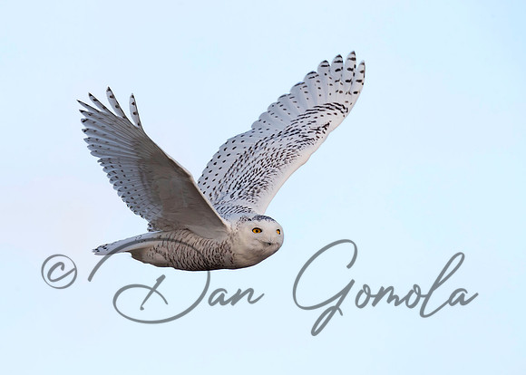 Snowy Owl
