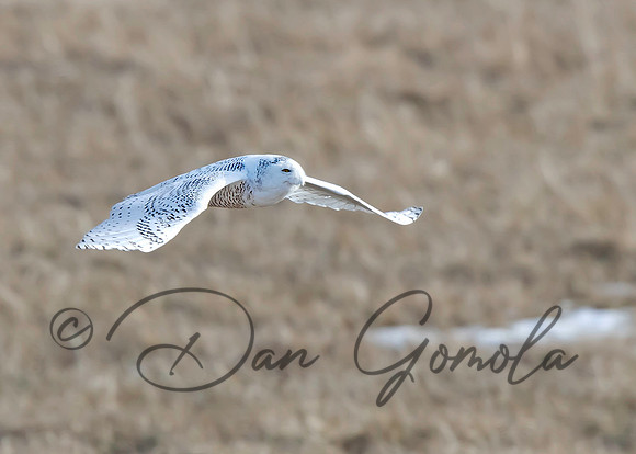 Snowy Owl