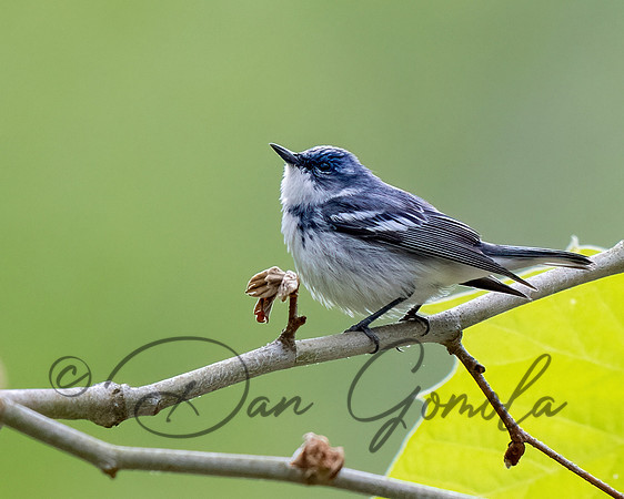 Cerulean Warbler