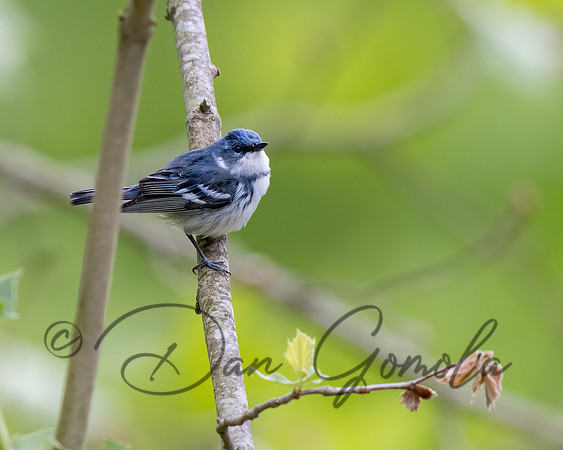 Cerulean Warbler