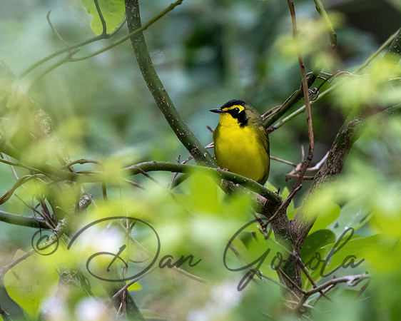 Kentucky Warbler