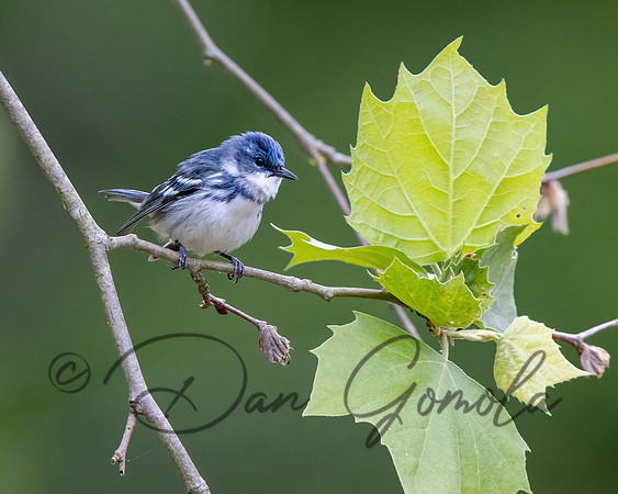 Cerulean Warbler