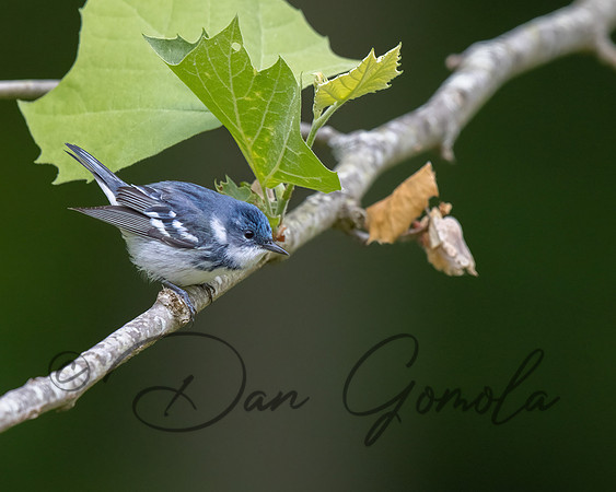Cerulean Warbler