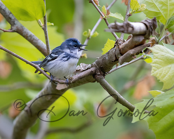 Cerulean Warbler