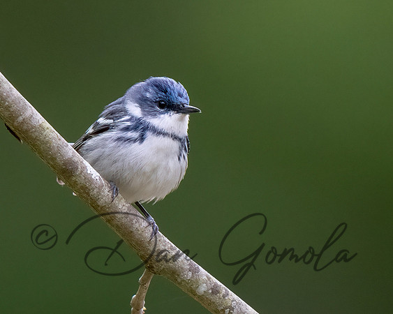 Cerulean Warbler