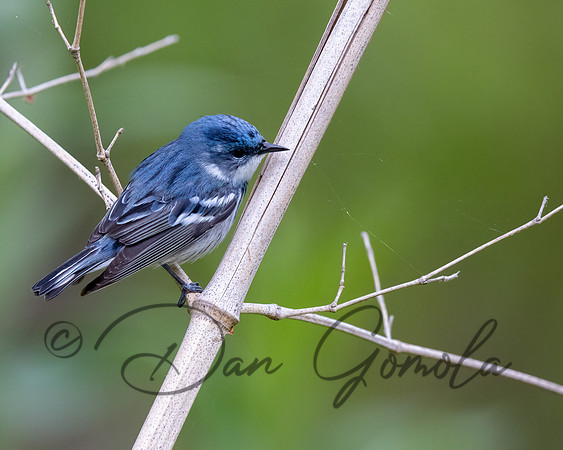 Cerulean Warbler