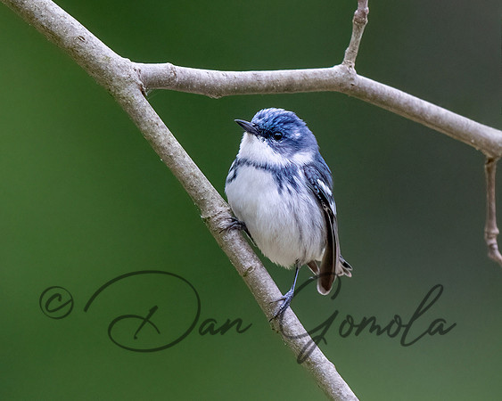 Cerulean Warbler