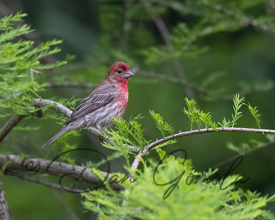 House Finch
