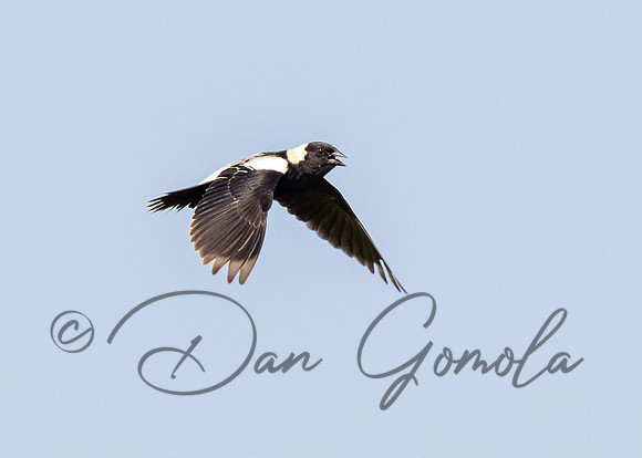 Bobolink