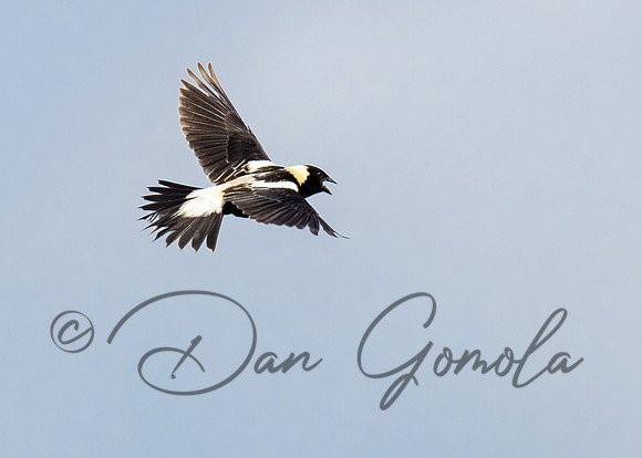 Bobolink