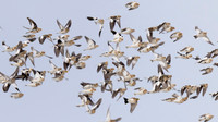 Snow Bunting