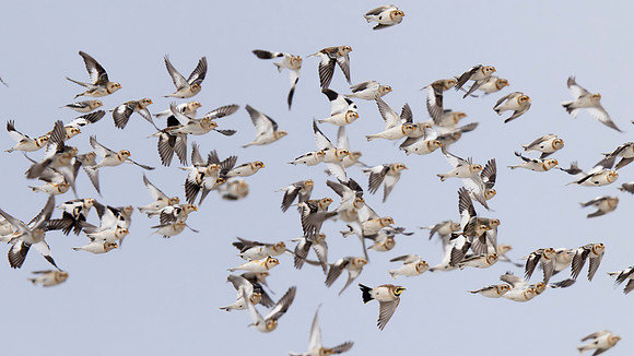Snow Bunting