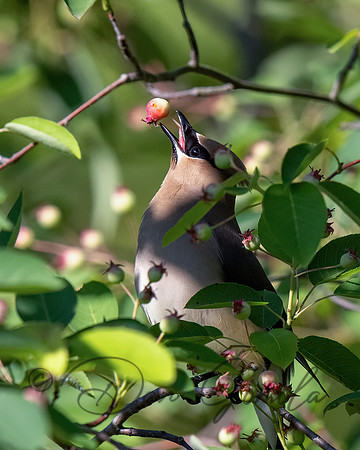 Cedar Waxwing