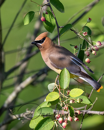Cedar Waxwing
