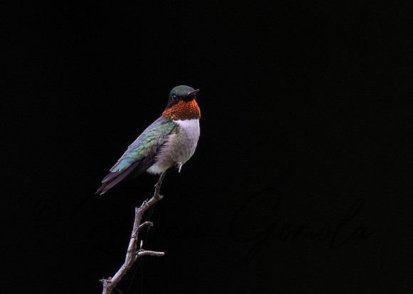 Ruby-throated Hummingbird