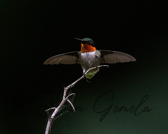 Ruby-throated Hummingbird