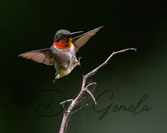 Ruby-throated Hummingbird