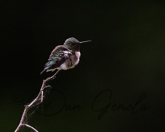 Ruby-throated Hummingbird