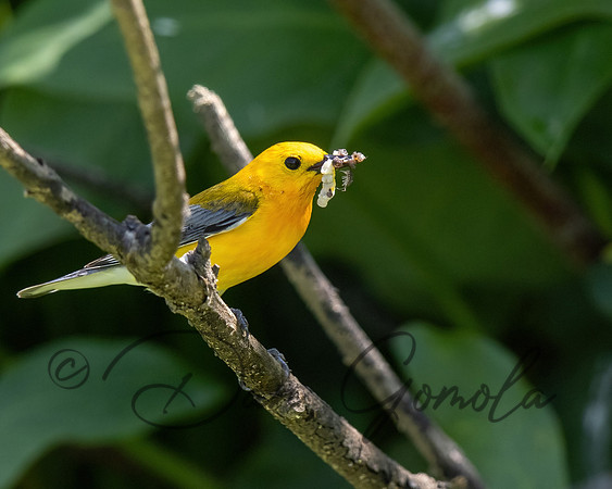 Prothonotary Warbler
