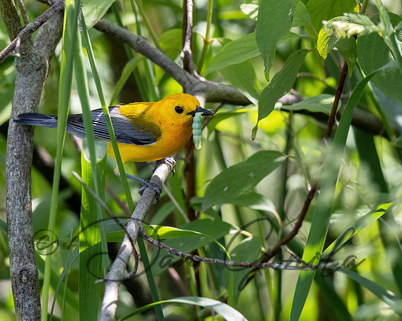 Prothonotary Warbler