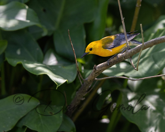 Prothonotary Warbler