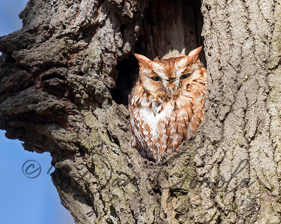 Eastern Screech Owl