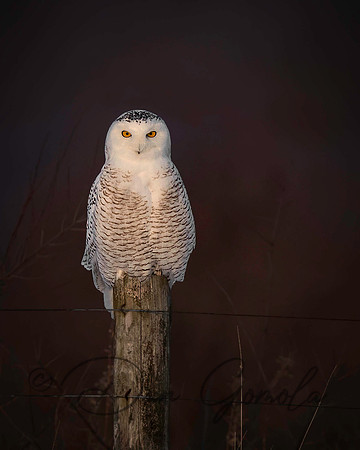 Snowy Owl