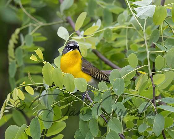 Yellow-breasted Chat