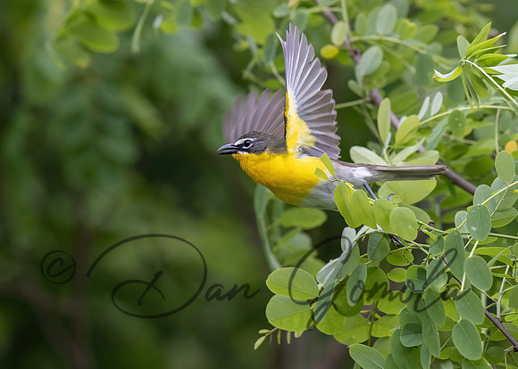 Yellow-breasted Chat