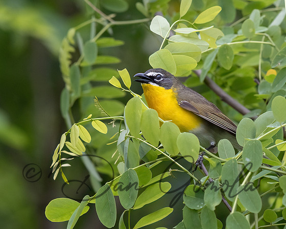Yellow-breasted Chat