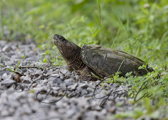 Snapping Turtle