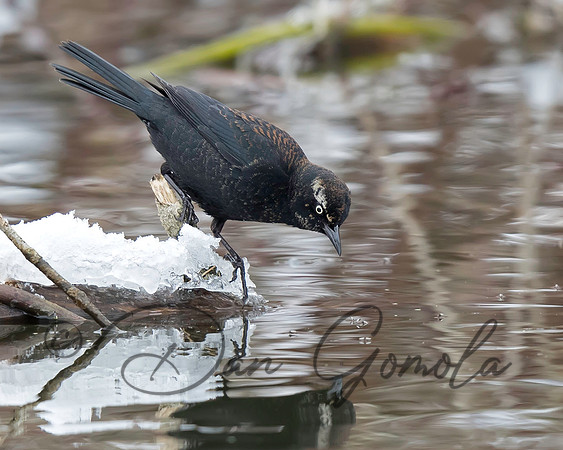 Rusty Blackbird