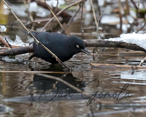 Rusty Blackbird