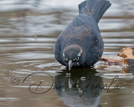 Rusty Blackbird