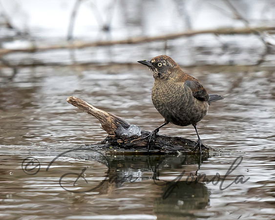 Rusty Blackbird