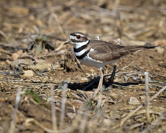 Killdeer